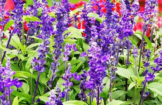 Bunga Lavender Bisa Dimakan