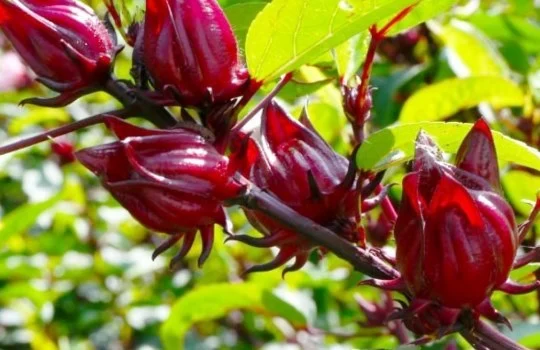 Bunga Rosella Bisa Dimakan